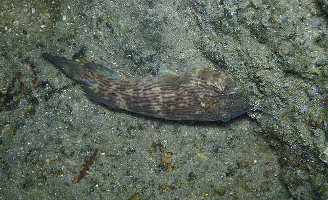 Gobiesox barbatulus