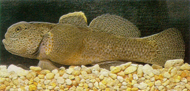 Gobiomorphus breviceps