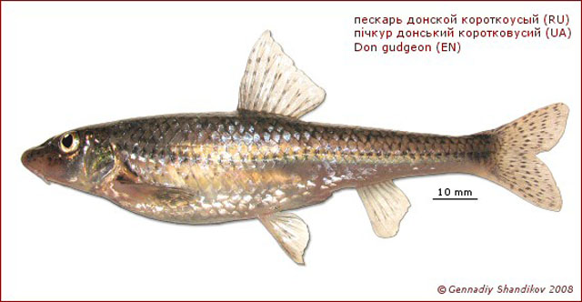 Gobio brevicirris