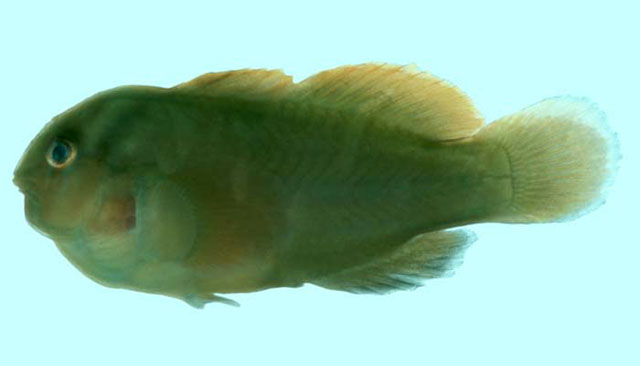 Gobiodon brochus