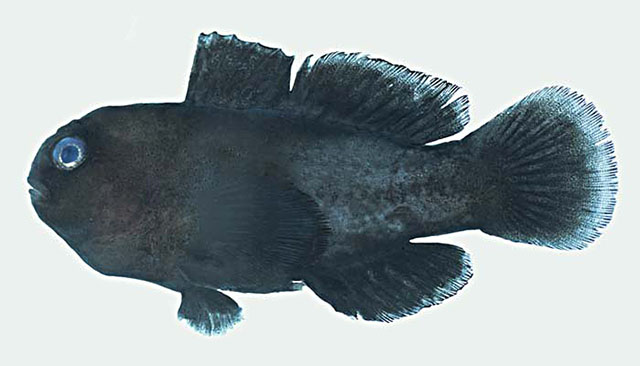 Gobiodon ceramensis