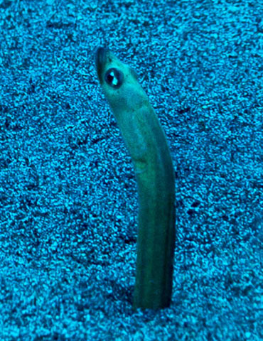 Gorgasia hawaiiensis