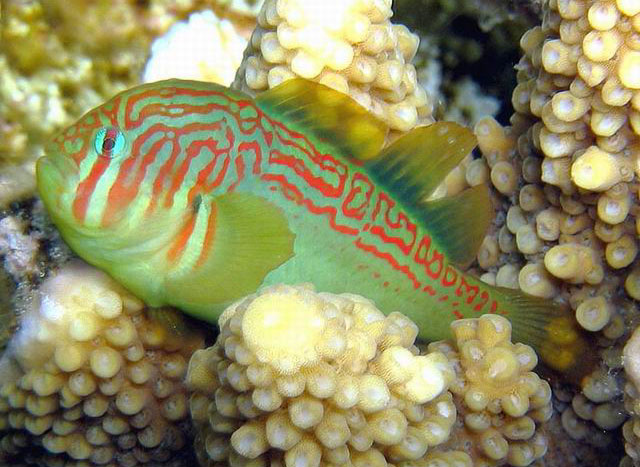 Gobiodon histrio