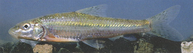 Gobio holurus