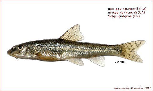 Gobio krymensis