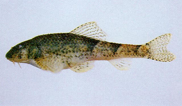 Gobiobotia macrocephala