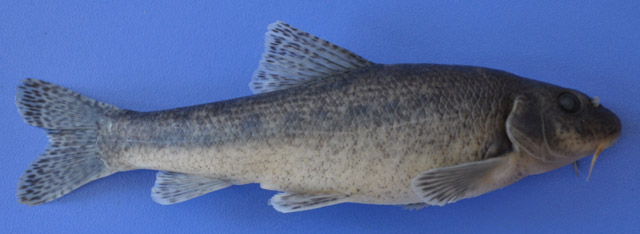 Gobio maeandricus