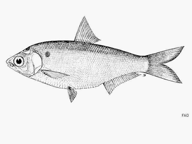 Gonialosa manmina