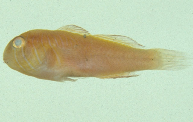 Gobiodon multilineatus