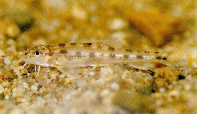 Gobiobotia naktongensis