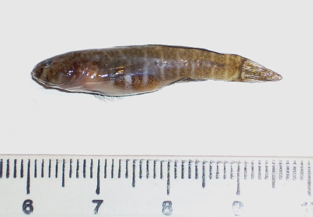 Gobiosoma hemigymnum