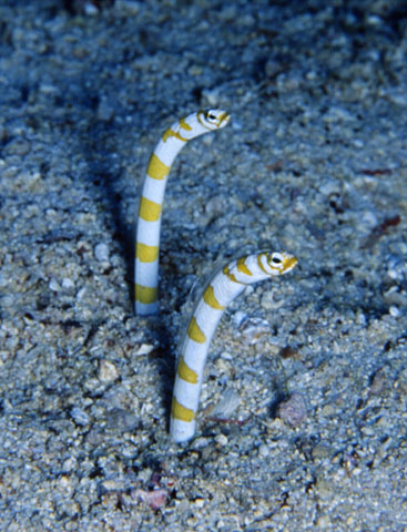 Gorgasia preclara
