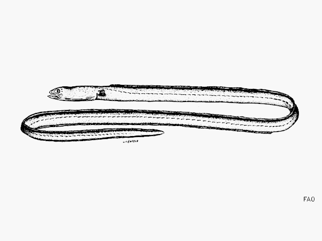 Gorgasia punctata