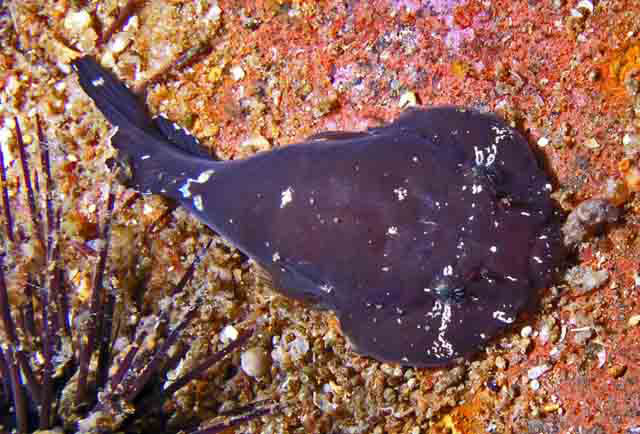 Gobiesox punctulatus