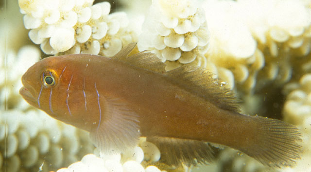 Gobiodon quinquestrigatus