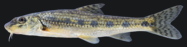 Gobio sibiricus