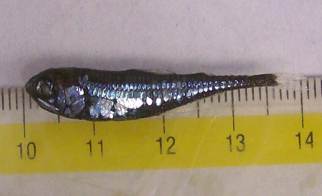Gonichthys tenuiculus