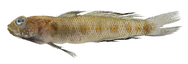 Goxor_m1.jpg