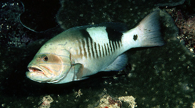 Gracila albomarginata