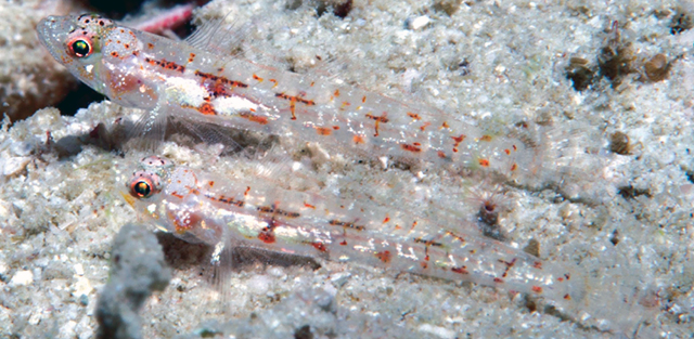 Grallenia compta