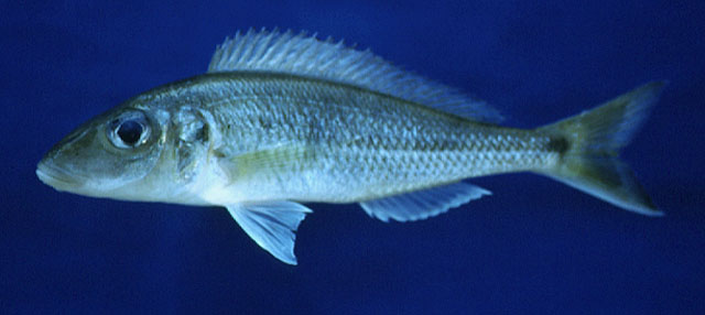 Grammatotria lemairii