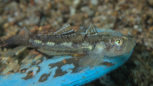 Grallenia rubrilineata