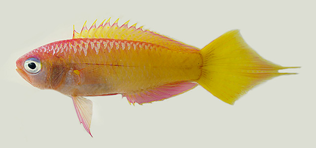Grammatonotus xanthostigma