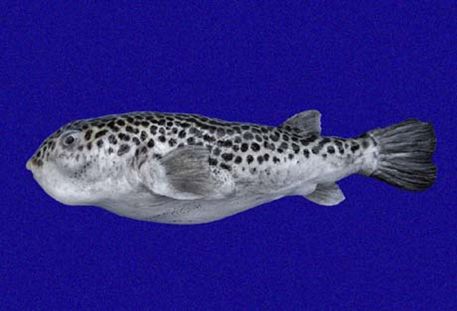 Guentheridia formosa