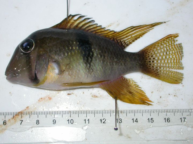 Gugea_u3.jpg