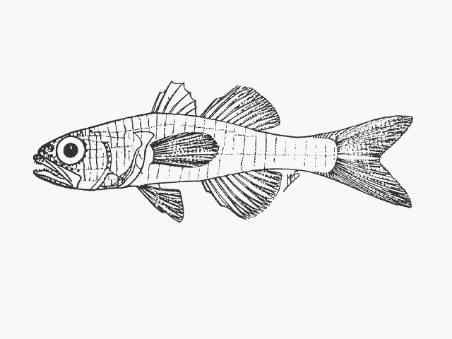 Gymnapogon africanus