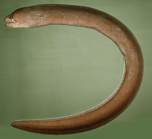 Gymnothorax australicola
