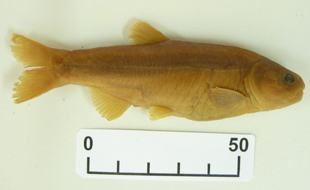 Gymnocharacinus bergii