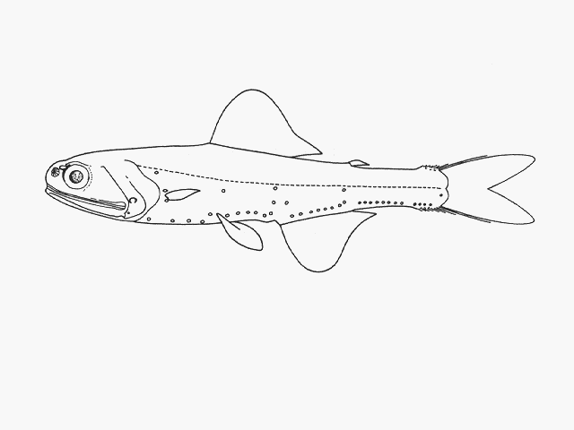 Gymnoscopelus fraseri
