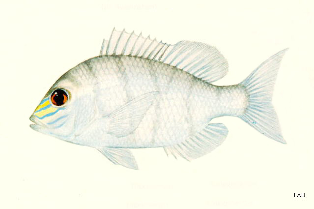 Gymnocranius frenatus