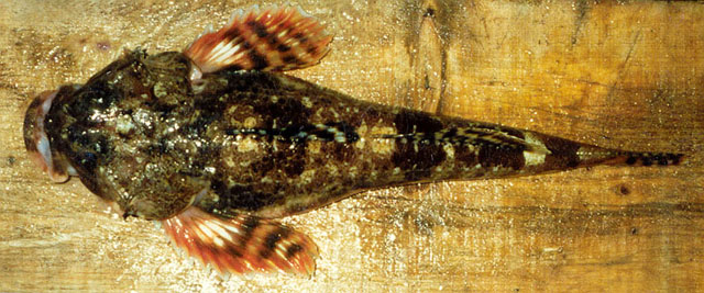 Gymnocanthus galeatus