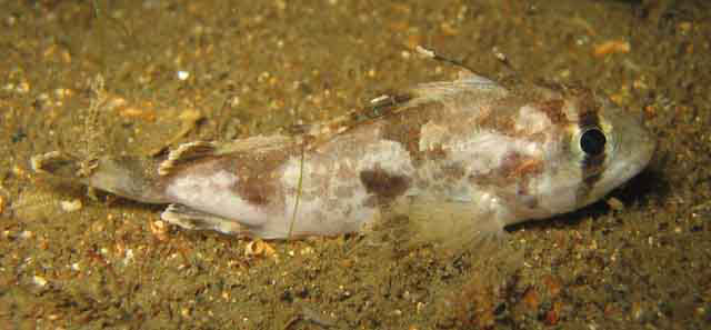 Gymnapistes marmoratus