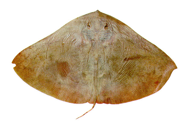 Gymic_f0.jpg
