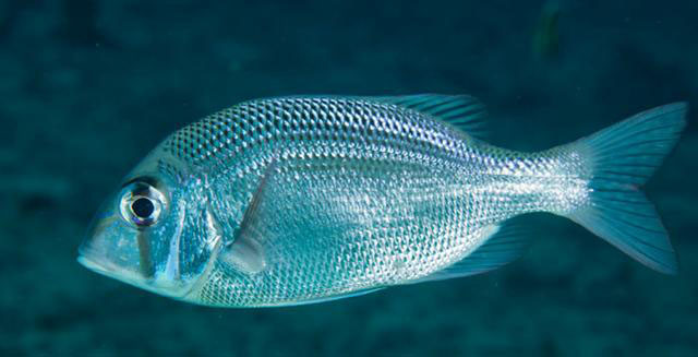 Gymnocranius microdon