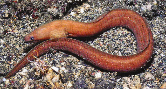 Gymnothorax moluccensis