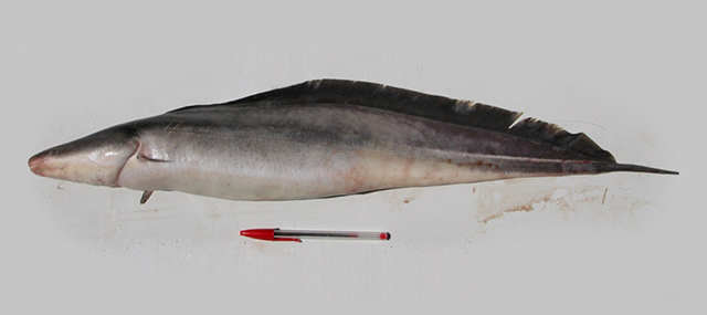 Gymnarchus niloticus