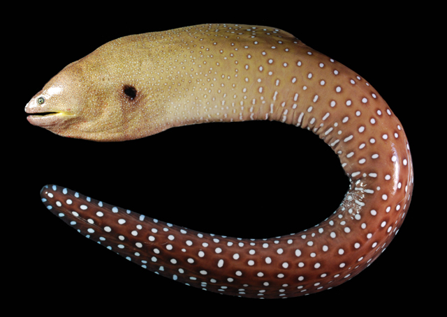 Gymnothorax nudivomer