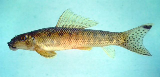Gyrinocheilus pennocki