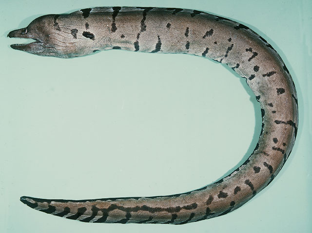Gypik_u0.jpg