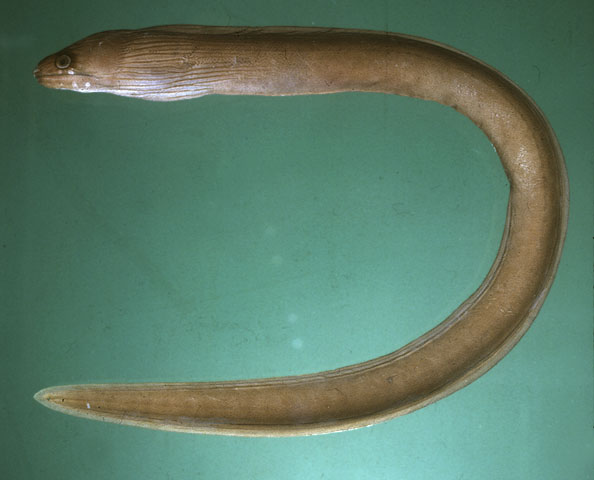 Gymnothorax atolli