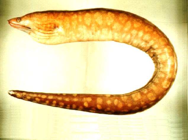 Gymnothorax prionodon