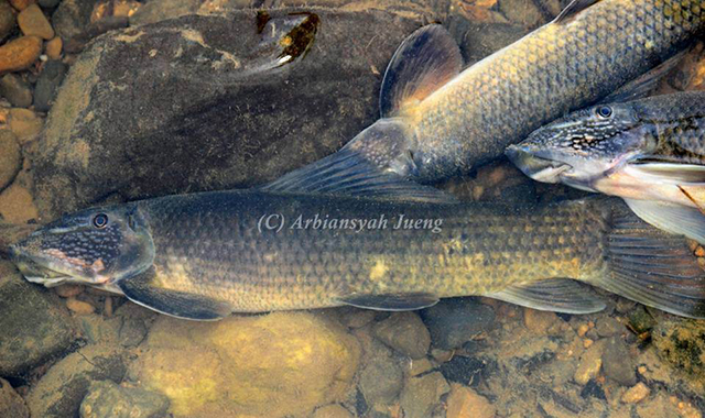 Gyrinocheilus pustulosus