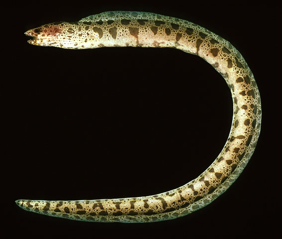 Gyran_u0.jpg