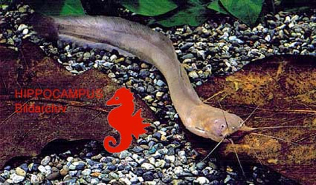 Gymnallabes typus