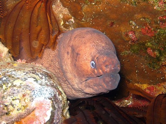 Gymnothorax unicolor