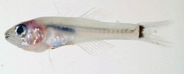Gymnapogon urospilotus